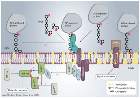 Inositol: Uses, Interactions, Mechanism of Action